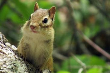 A photo of a chipmunk poised on a log in a forest. Chipmunks help disperse fungal spores.